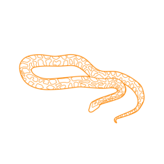 Animals Snakes Burmese Python Craft Design Svg File, Free Vectors File